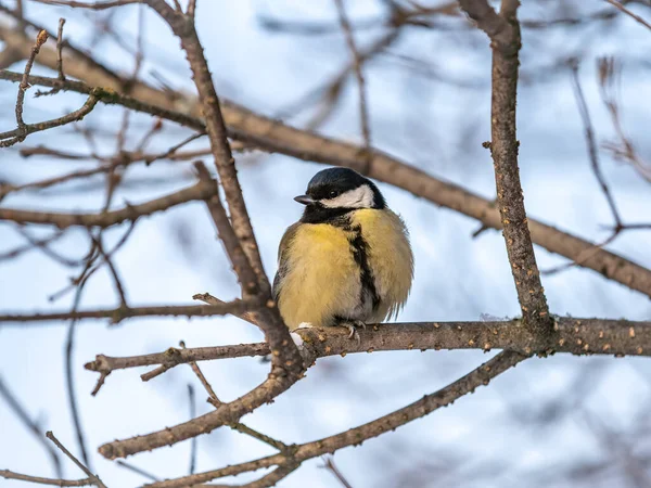 Cute Bird Great Tit Songbird Sitting Branch Leaves Autumn Winter — Stockfoto