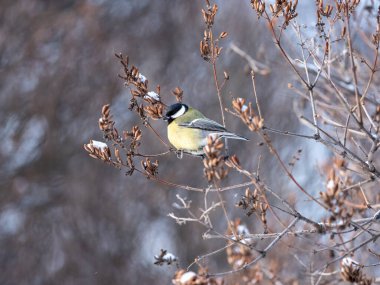 Cute bird Great tit, songbird sitting on a branch without leaves in the autumn or winter. Bird sitting on branches with snow. Parus major