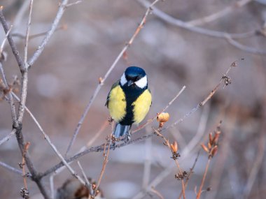 Cute bird Great tit, songbird sitting on a branch without leaves in the autumn or winter. Parus major