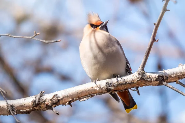 Ala Cera Bohemia Sentada Rama Invierno Principios Del Día Primavera —  Fotos de Stock