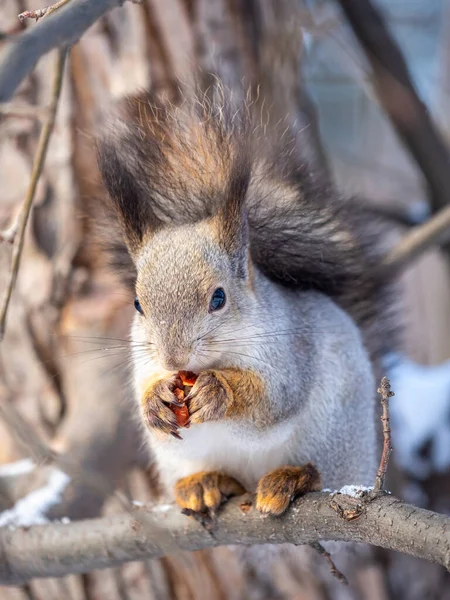 Eekhoorn Met Noot Zit Winter Late Herfst Aan Een Boom — Stockfoto