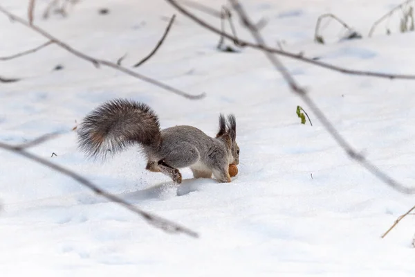 Schnell Läuft Ein Eichhörnchen Von Hinten Durch Den Weißen Schnee — Stockfoto