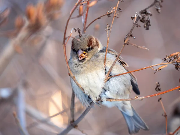 Sparrow Zit Aan Een Struiktak Eet Zijn Zaden Het Winterpark — Stockfoto