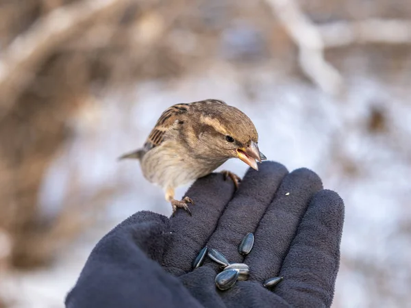 麻雀坐在一个人的手上吃种子 在冬季照顾雀鸟 — 图库照片