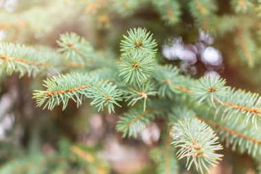 Kışın gün batımında yeşil köknar dalları. Arka plan olarak köknar ağacının dalları, yakın plan. Noel arkaplanı