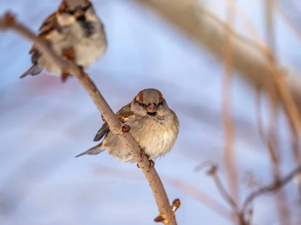 Moineaux Assis Sur Une Branche Sans Feuilles Bruant Sur Une — Photo