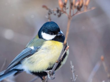 Cute bird Great tit, songbird sitting on a branch without leaves in the autumn or winter. Parus major