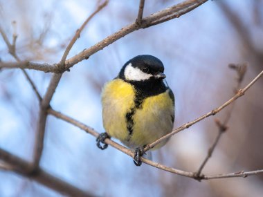 Cute bird Great tit, songbird sitting on a branch without leaves in the autumn or winter. Parus major
