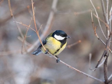 Cute bird Great tit, songbird sitting on a branch without leaves in the autumn or winter. Parus major