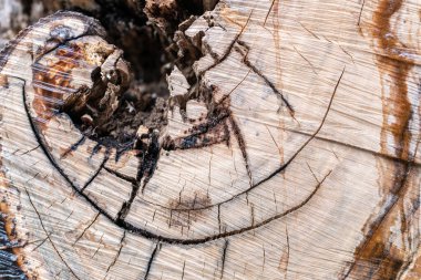 Yüzüklü eski bir ağacın gövdesinin dokusu. Yaşlı ağacın kesitleri