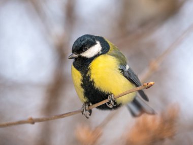 Cute bird Great tit, songbird sitting on a branch without leaves in the autumn or winter. Parus major