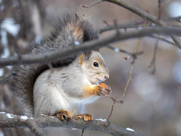 Das Eichhörnchen Mit Der Nuss Sitzt Winter Oder Spätherbst Auf — Stockfoto