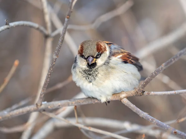 Sparrow Yaprakları Olmayan Bir Dalda Oturuyor Sonbaharda Kışın Bir Dalda — Stok fotoğraf