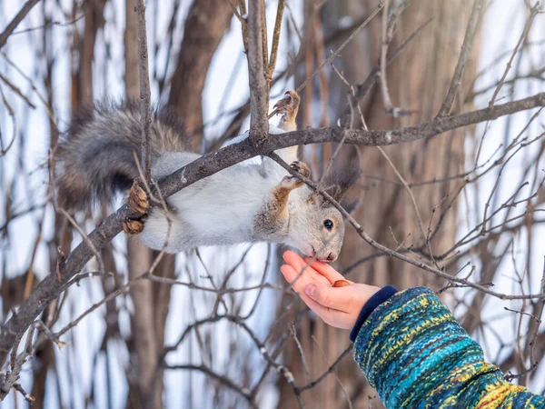 一个小孩在冬天用坚果喂松鼠 冬天公园里可爱的小男孩正在喂松鼠 — 图库照片