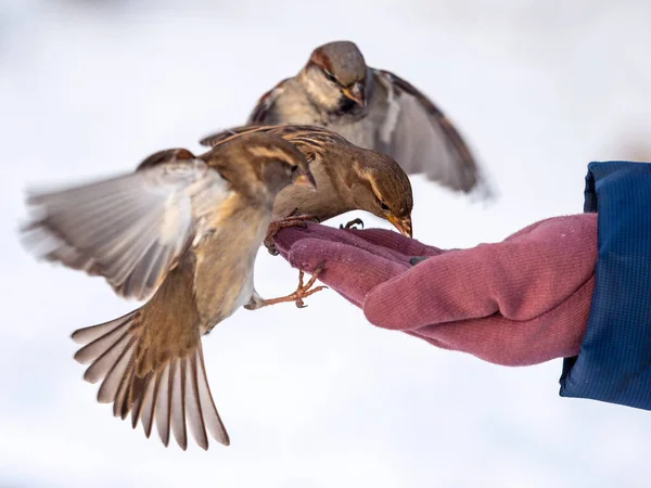 麻雀坐在一个人的手上吃种子 在冬季照顾雀鸟 — 图库照片