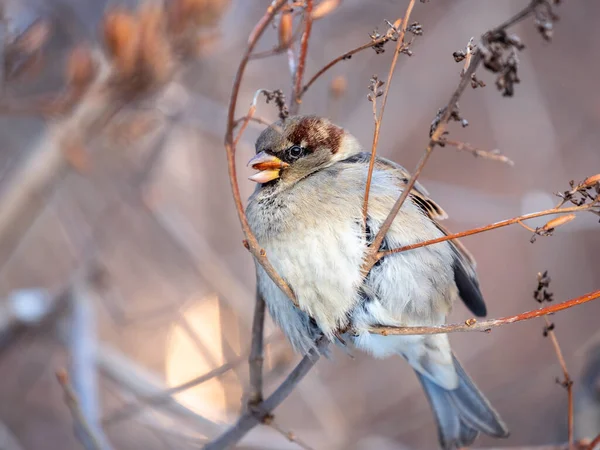 Sparrow Bir Çalı Dalında Oturur Tohumlarını Kışın Veya Ormanda Yer — Stok fotoğraf