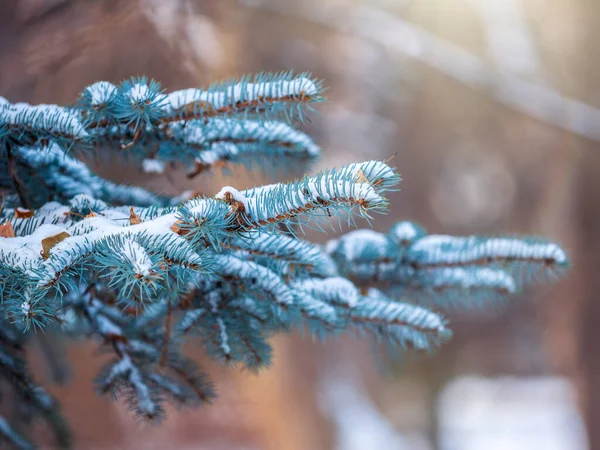 Branches Épinette Bleue Recouvertes Neige Avec Des Aiguilles Dans Lumière — Photo