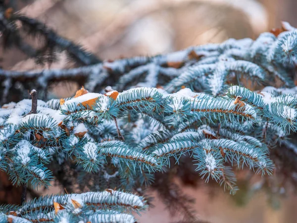 Branches Épinette Bleue Recouvertes Neige Avec Des Aiguilles Dans Lumière — Photo