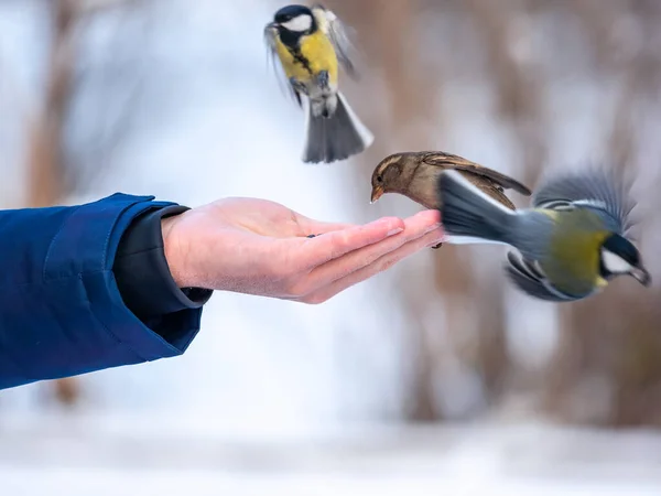 Ein Mann Füttert Spatzen Und Meisen Aus Seiner Hand Sperlinge — Stockfoto