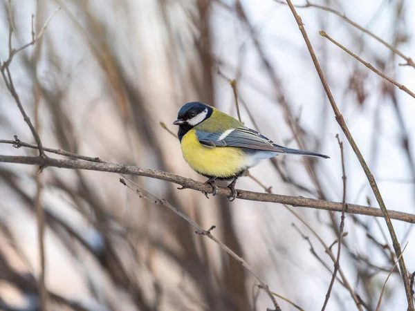 Cute Bird Great Tit Songbird Sitting Branch Leaves Autumn Winter — Stock Fotó