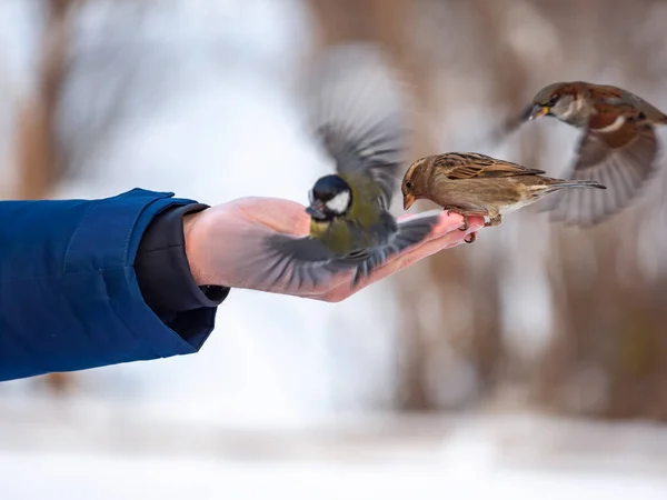 Man Feeds Sparrows Tits His Hand Sparrows Tits Take Turns — Fotografia de Stock