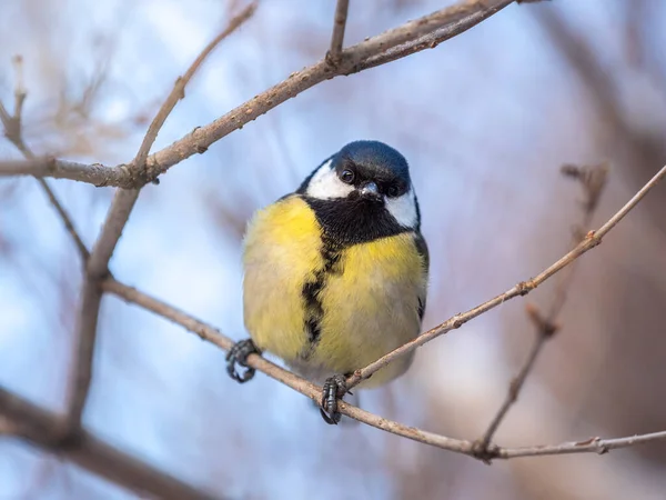 Cute Bird Great Tit Songbird Sitting Branch Leaves Autumn Winter — Stock Fotó