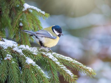 Cute bird Great tit, songbird sitting on the nice fir branch. Parus major
