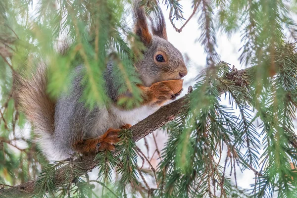 Esquilo Com Noz Senta Uns Ramos Abeto Inverno Fim Outono — Fotografia de Stock