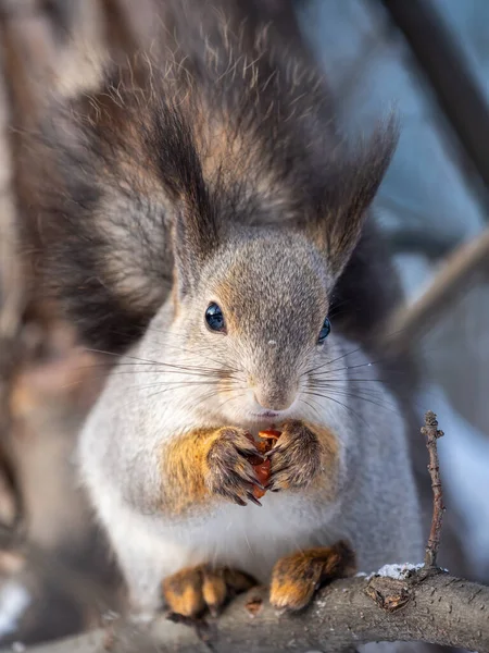 Scoiattolo Con Noce Siede Albero Nell Inverno Autunno Tardo Scoiattolo — Foto Stock