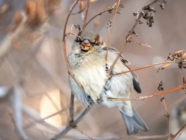 麻雀坐在灌木丛树枝上 在冬园或森林里吃种子 — 图库照片