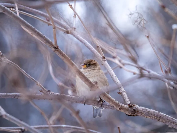 Sparrow Est Assis Sur Une Branche Sans Feuilles Bruant Sur — Photo