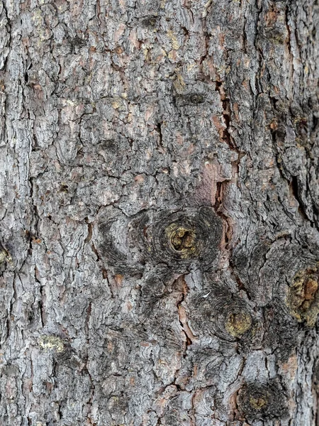 Bark Konsistens Och Bakgrund Gammal Gran Stam Detaljerad Barkstruktur Naturlig — Stockfoto