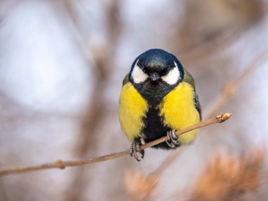 Cute bird Great tit, songbird sitting on a branch without leaves in the autumn or winter. Parus major
