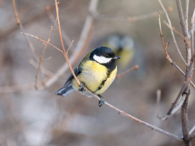 Cute bird Great tit, songbird sitting on a branch without leaves in the autumn or winter. Parus major