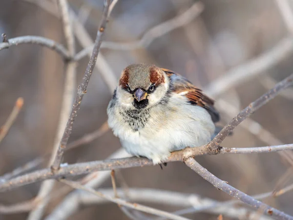 Sparrow Est Assis Sur Une Branche Sans Feuilles Bruant Sur — Photo