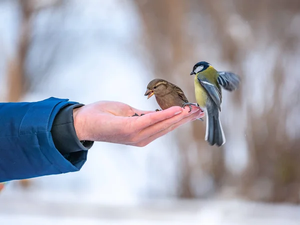 Man Feeds Sparrows Tits His Hand Sparrows Tits Take Turns — Φωτογραφία Αρχείου