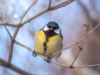 Cute bird Great tit, songbird sitting on a branch without leaves in the autumn or winter. Parus major