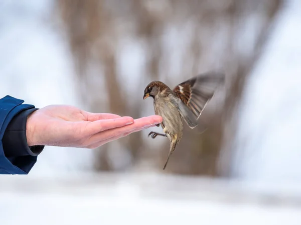 Ein Mann Füttert Spatzen Aus Seiner Hand Sperlinge Fressen Winter — Stockfoto