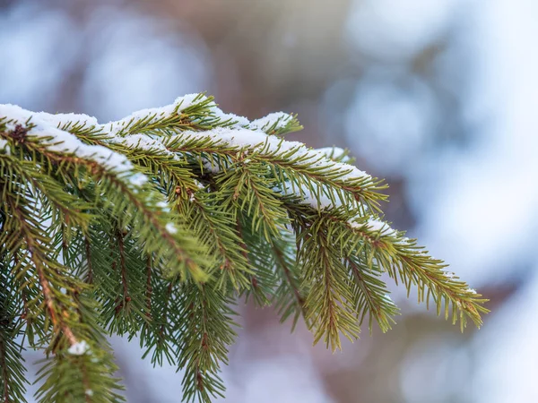 Rami Abete Verde Inverno Ricoperti Neve Rami Abete Come Sfondo — Foto Stock