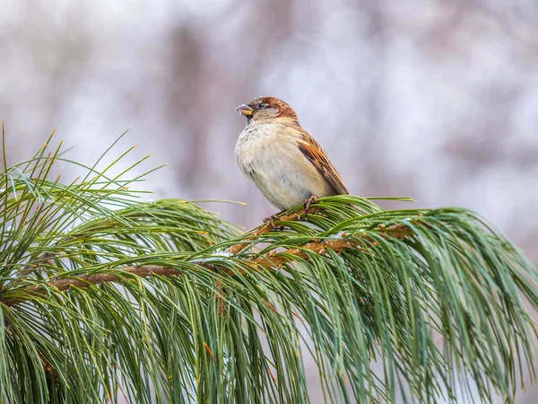 Sparrow Zit Een Ceder Tak Het Zonsondergang Licht Sparrow Een — Stockfoto