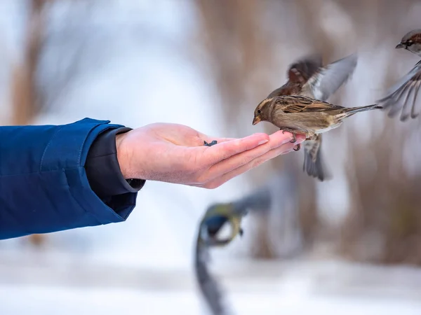 Man Feeds Sparrows Tits His Hand Sparrows Tits Take Turns — Stok fotoğraf