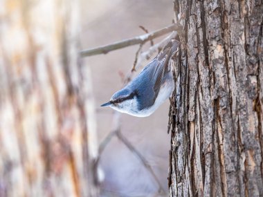 Avrasya tımarhanesi ya da ahşap tımarhanesi. Sitta europaea, arka planı bulanık bir ağaç gövdesinde oturuyor. Siyah gözlü turuncu renkli küçük bir kuş..