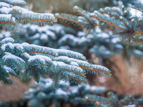 Заснеженные ветви синей ели с иглами в лучах заката. Пихтовая ветвь в лучах солнца. Голубая ель, ель Колорадо, или синяя ель Колорадо, с латинским названием Picea pungens.
