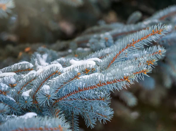 Branches Épinette Bleue Recouvertes Neige Avec Des Aiguilles Dans Lumière — Photo