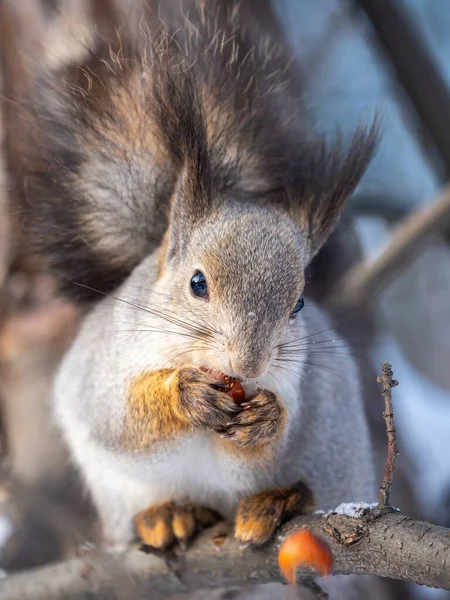 Das Eichhörnchen Mit Der Nuss Sitzt Winter Oder Spätherbst Auf — Stockfoto