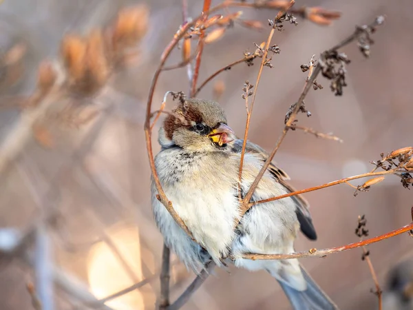 Sparrow Zit Aan Een Struiktak Eet Zijn Zaden Het Winterpark — Stockfoto