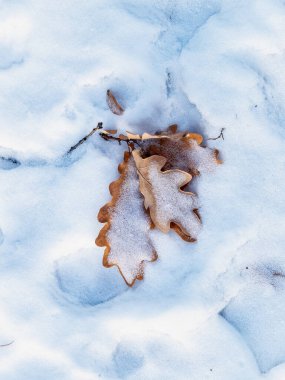 Karda kurumuş meşe yaprağına yakın çekim. Kış kar arka planı.