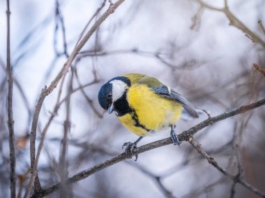 Cute bird Great tit, songbird sitting on a branch without leaves in the autumn or winter. Parus major