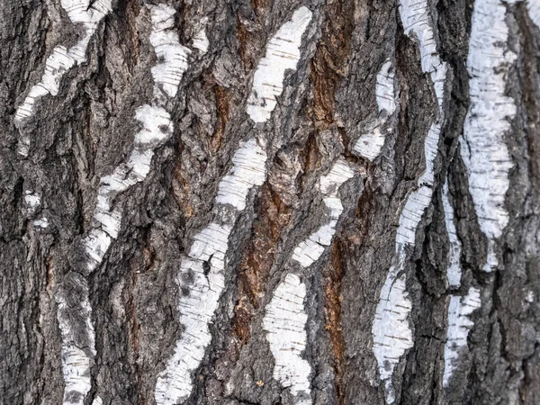 桦树树皮的质地 桦树树皮背景 — 图库照片