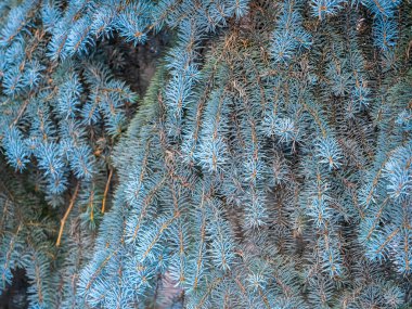 Gün batımında iğneli mavi ladin dalları. Güneş ışınlarında firavun dalı. Mavi ladin, Colorado ladini, ya da Latince adı Picea pungens olan Colorado mavi ladin..